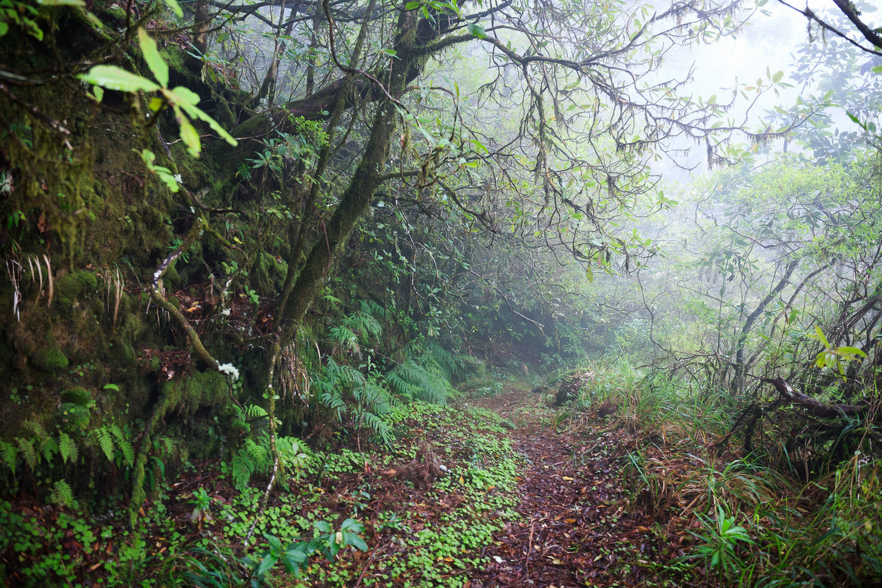 90377:    Levada do Plaino Velho by Ricardo Pestana Facebook | 500px | Instagram