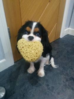 awwww-cute:  I left the bathroom door open and came in to find this