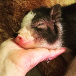 Charming Mini Pigs