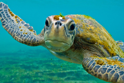 nubbsgalore:  marine turtles (the endangered loggerhead and green sea, the critically endangered hawksbill and the vulnerable pacific ridley) photographed by (click pic) harry otoi, christian miller, vaclav krpelik, reinhard dirscherl, michael patrick