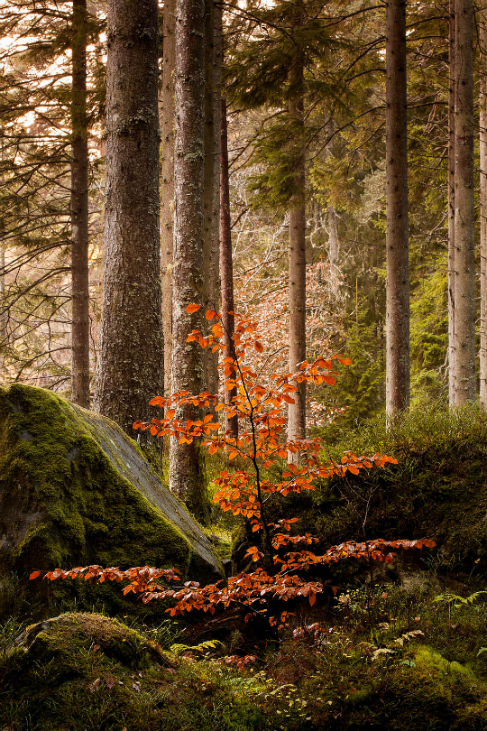 tulipnight:  Long Way to Grow by Robin Hoskyns 