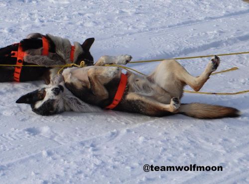 As the last teams of Iditarod 2021 approach the finish line, here is another Idita-Throwback to 2019