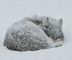 beautiful-wildlife:  A gray wolf curls up