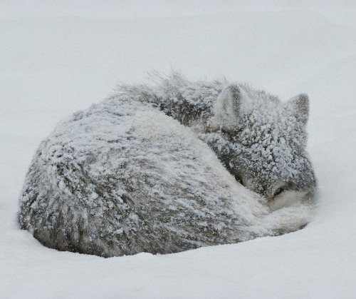 beautiful-wildlife: A gray wolf curls up in the snow to sleep by Jim And Jamie Dutcher