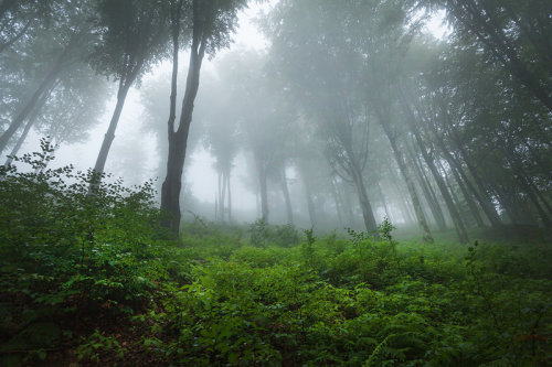 magic-spelldust:whispers of the forest by JoannaRzeznikowska