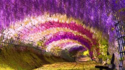 sixpenceee:  Wisteria Flower Tunnel, Japan (Source)