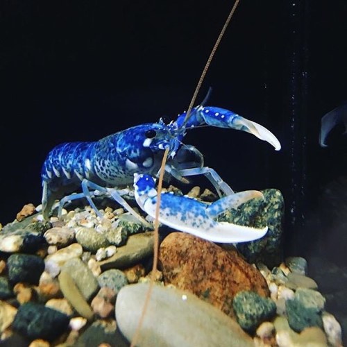neaq:Did you know: Some of the lobsters in our lobster nursery are blue because they are fed special