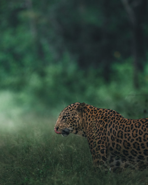 artalien-jpg:Indian Wildlife…  Ben Simon Rehn