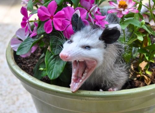 possumoftheday:Today’s Possum of the Day has been brought to you by: Flower Pots!