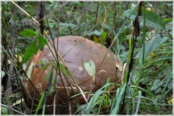 congenitalprogramming:  javapix:  Giant Puffball.   PUSH IT