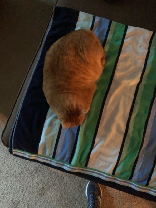 My Aunt Is Staying With My Ma And I, And She Brought Her Cat! This Is Buddy, Who Is