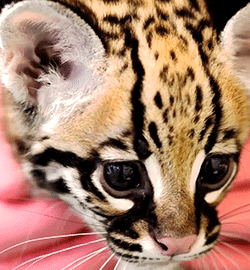 a-tolkien-for-your-thoughts:  thefingerfuckingfemalefury:  ayellowbirds:  ocelots are so fucking adorable.  LOOK AT ITS CUTE LITTLE FACE :D  