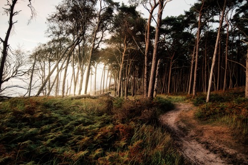 oneshotolive:  Weststrand Darß, Germany [OC] [3000x2000] 📷: discoveredgrain 