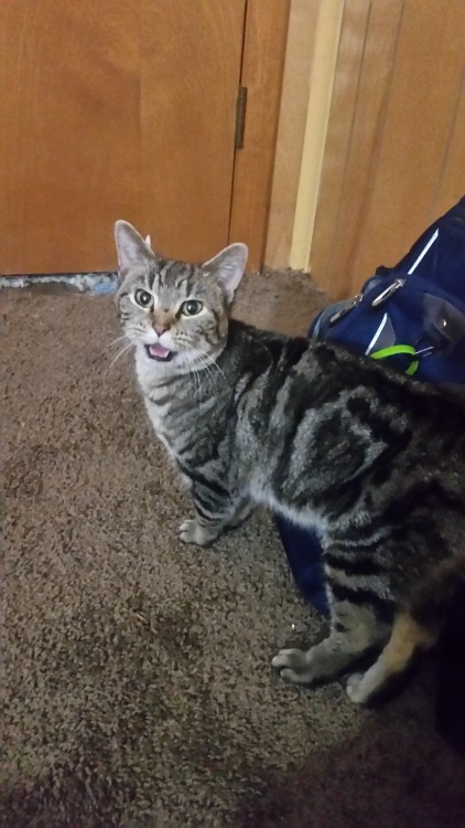 thegenewilderside:My cat, Eilonwy. She was abandoned on the side of the road, starving, with worms, 