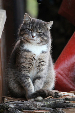 only-cats-photos:  Flirting with me http://ift.tt/1oazgrA