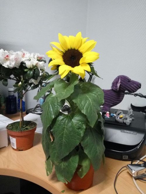 6/Apr/2017 Part 2Mom’s friend just gave me this cute sunflower, I have a perfect spot for it at home