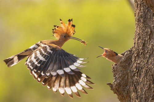 harvestheart:Perfect timing of this Hoopoe bird’s lunch delivery, Myanmar (Naing Tun Win Bagan/AGORA