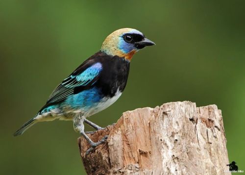 Golden-hooded Tanager posing nicely for me.  #nature_worldwide_birds #bird_captures #your_best_birds