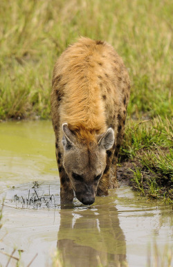 thepredatorblog:  Drinking (by xhunter83)