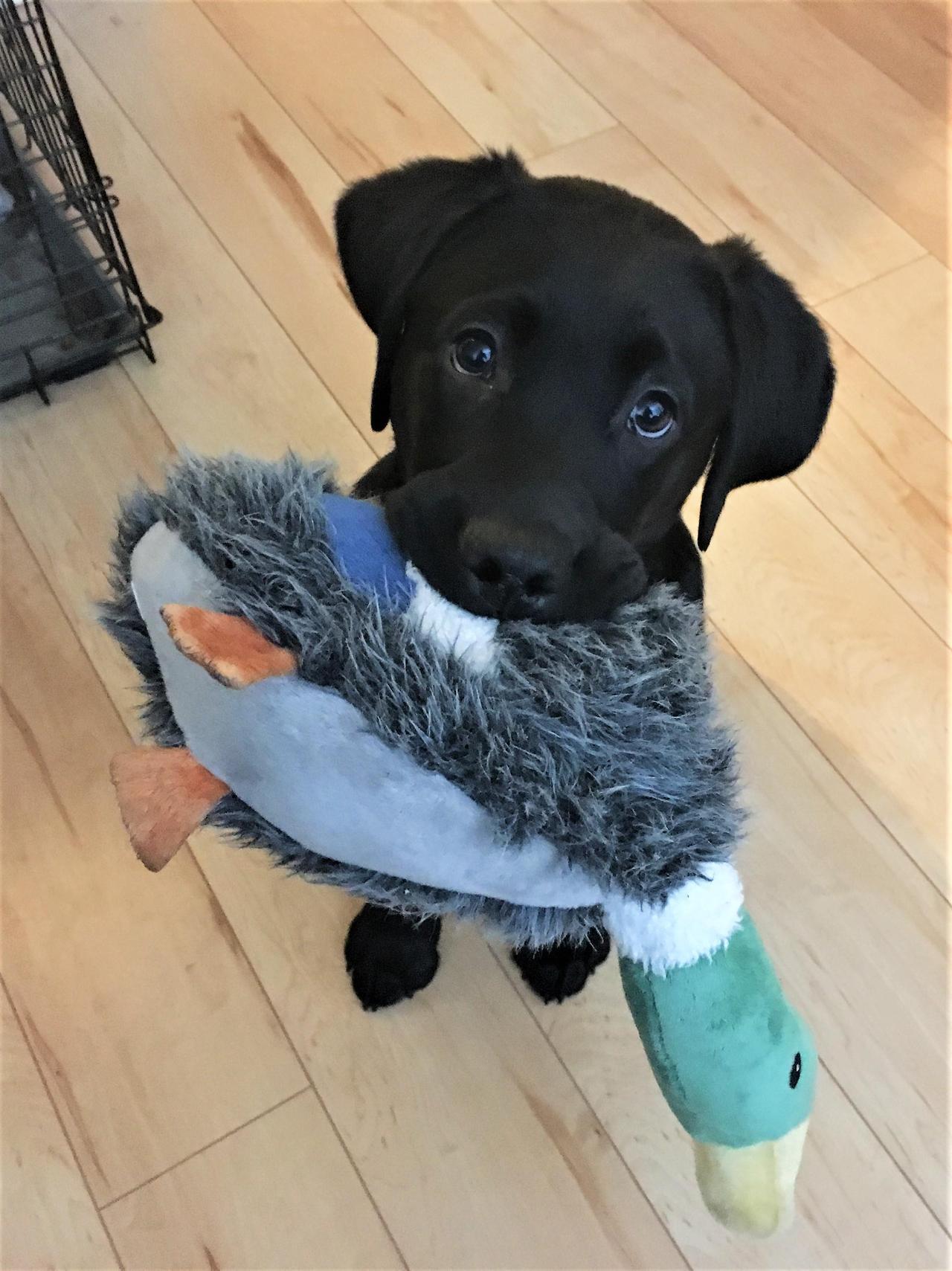 cutefunnybabyanimals:  Hi my name is Bran and this is my duck, there are many like