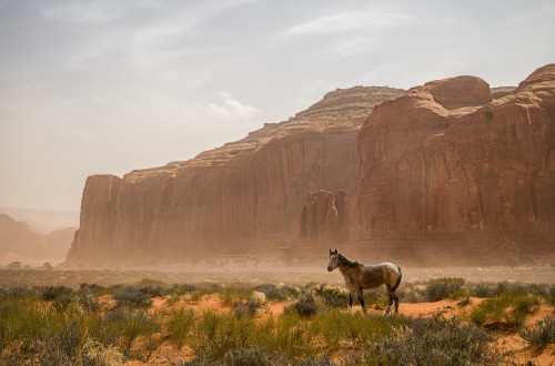 old-hopes-and-boots:Windswept by Crystal Stephens