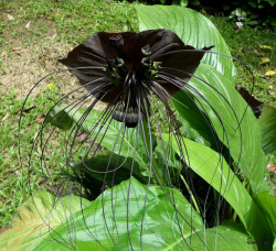 asprettyasaswasticka:   The Black Bat Flower (Tacca chantrieri) 
