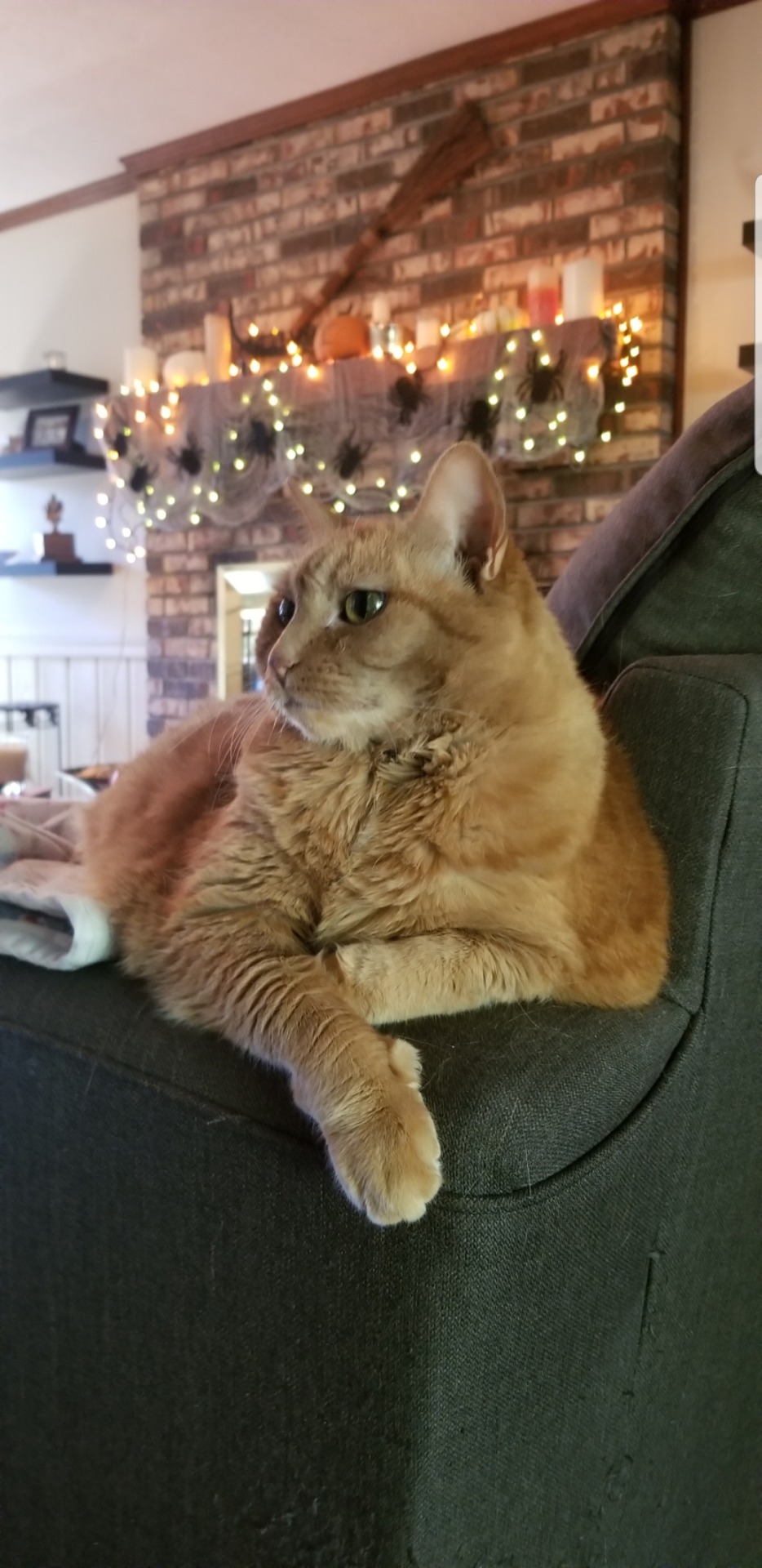 Can My Girl Lotus Get Some Reddit Love? Shes Getting Ready To Cross The Rainbow Bridge And It Would Mean