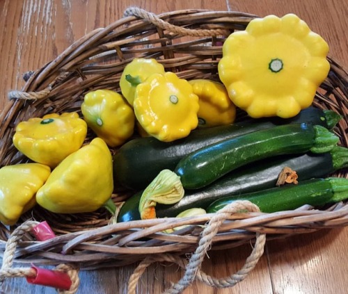 Today’s harvest. #garden #gardens #gardensofinstagram #farmtotable