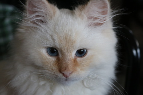catgoddess: thebrokennightmare: some pictures of my new foster kitten, Toast. He’s a shy, swee