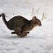 heavensickness:I googled “how fast can cats run” and the images are making me cry