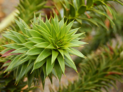 Araucaria araucana, chilenaraukaria