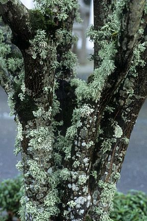 darkling-faerie-witch:Types of trees with porn pictures