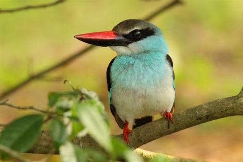 Blue-Breasted Kingfisher (photo by Markus Lilje)..