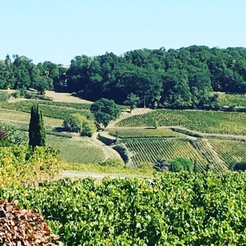 Another lovely view of Saint-Emilion vineyards in Bordeaux&hellip;  #tovisit #wonderful_location