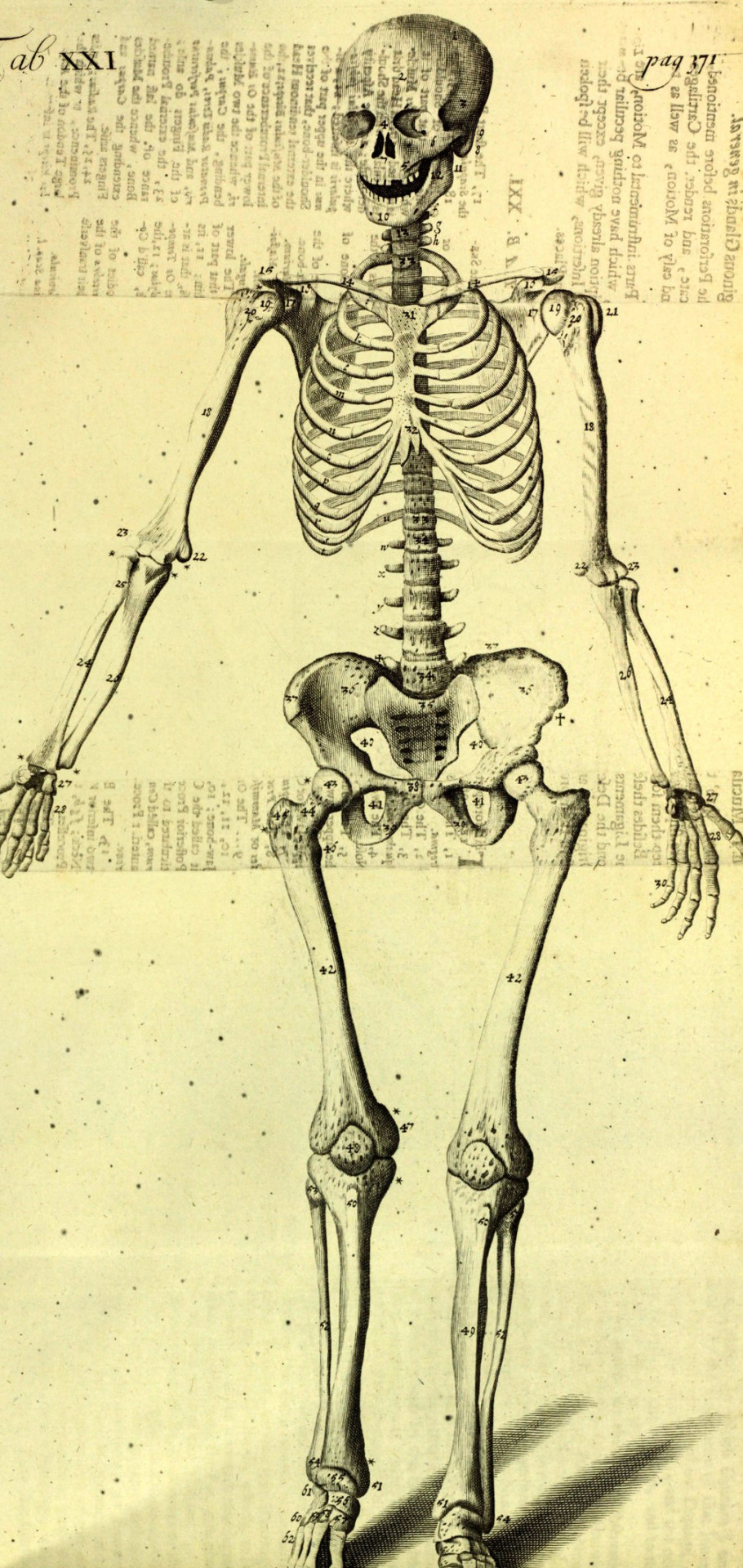 michaelmoonsbookshop:Early 18th Century AnatomyJAMES DRAKEAnthropologia nova; or