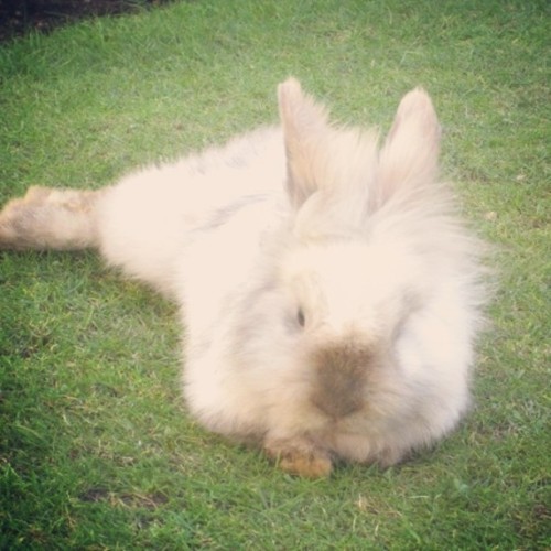 Beautiful BMO ❤ #ChelseasRabbitWarren #BunniesOnTheStairs #Love #Cute #Cutie #Sweet #Sweetie #Pretty