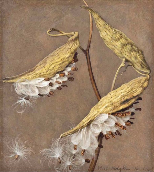 hajandrade: Eliot Hodgkin (1905-1987), Milkweed Seeds, signed and dated ‘Eliot Hodgkin 16.1.41’