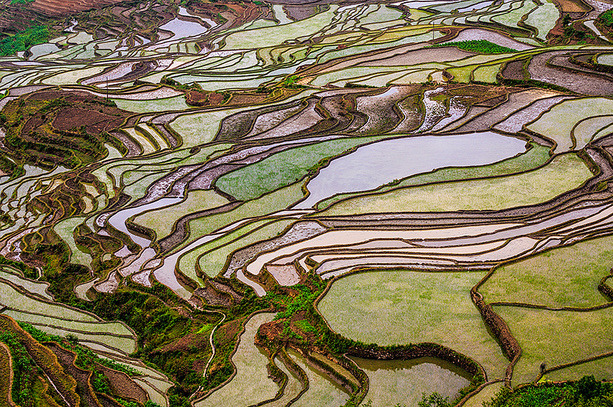 awkwardsituationist:  the remote and little known rice terraces of yuanyang county