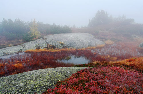 90377: Der Nebel und der Herbst by Elena Wymann