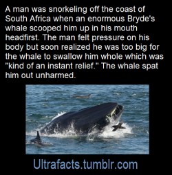 ultrafacts: Source: [x] Click HERE for more facts! 