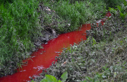 congenitaldisease:Blood flowing down a stream from a slaughter house.