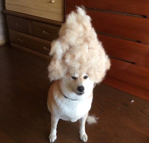 babyanimalgifs:look at him