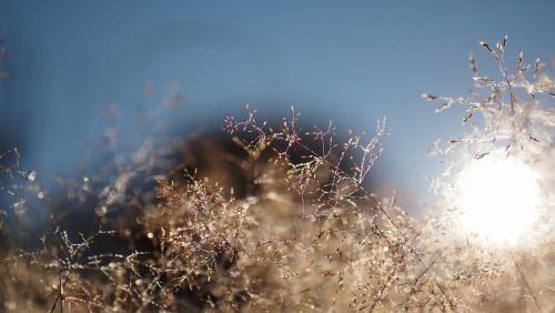 solbacka