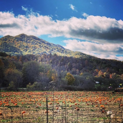 October 29, 2018. Crab Orchard Pumpkin Patch. Crab Orchard, Virginia. #craborchardpumpkinpatch #pump