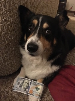 coxfoxbox:  This is money corgi. Reblog in