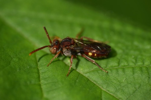 Nomad Bees (Genus Nomada), Taken May 5, 2025, In Georgia, US