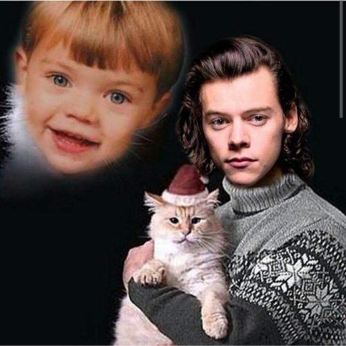 harryandmesohappily: Harry Styles: cat enthusiast, rainbow philosopher, pussy destroyer.