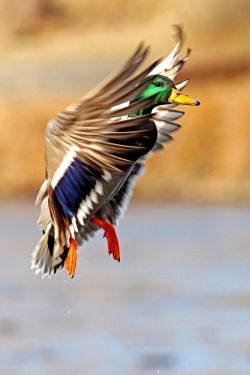 getawildlife:  Wanna be Flamingo Dancer (by littlebiddle) 