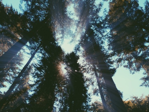 hippie-tranquility:dpcphotography:Rays for days 
