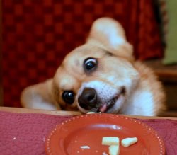 iothecorgi:  Io loves every kind of cheese. He will gobble up Velveeta and Kraft American singles just as greedily as he scarfs down red cow parmigiano. But his favorite cheese of all is Tickler, an English farmhouse cheddar. He is obsessed.